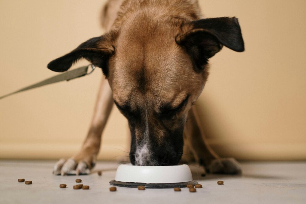 Buy affordable pet care products- pet supplies
