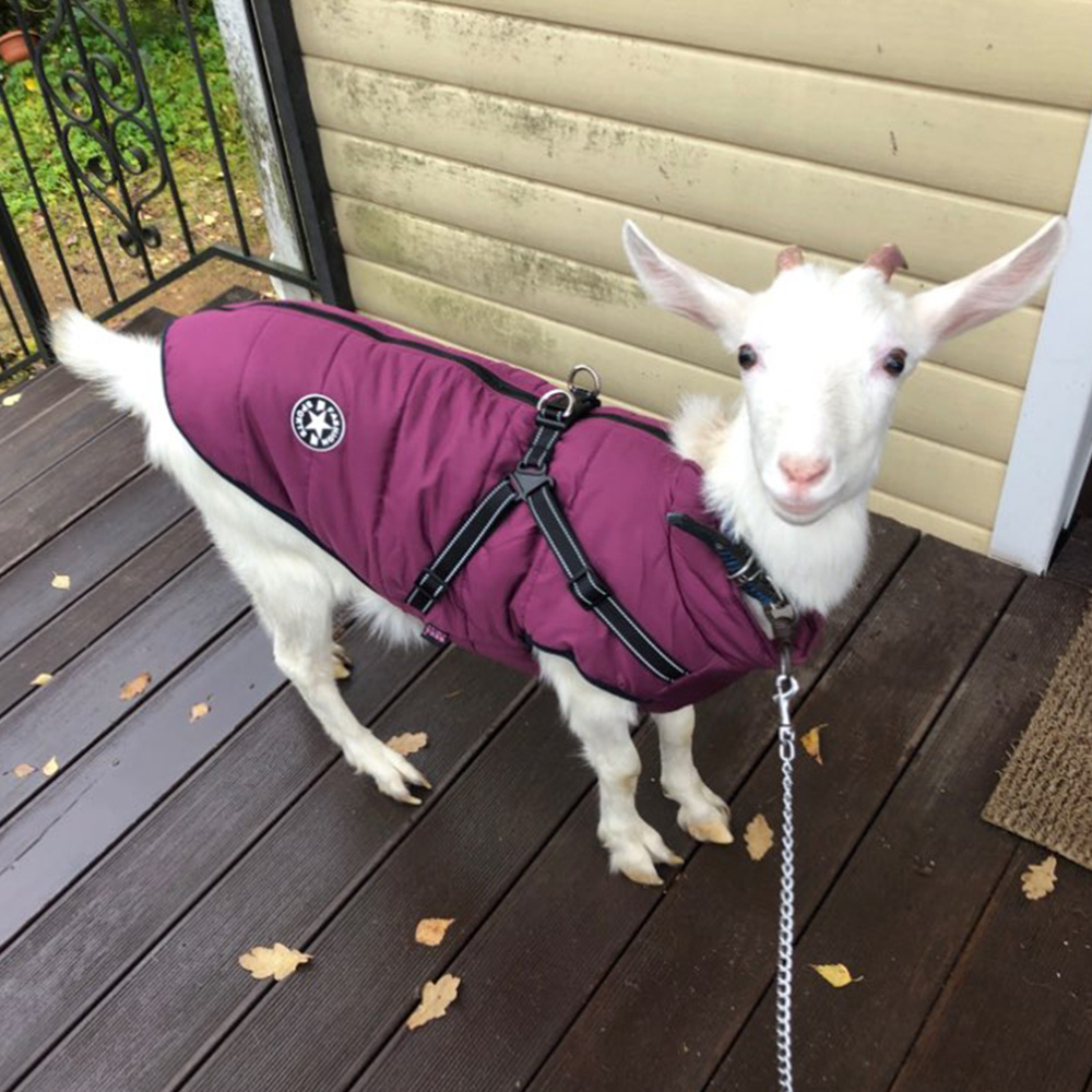 Waterproof Dog Clothes Winter Dog Coat With Harness Warm Pet Clothing Big Dog Jacket Chihuahua Labrador Coat Costume - Image 4