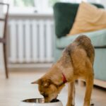 Small dog enjoys meal from a white bowl in a bright, cozy living room setting.